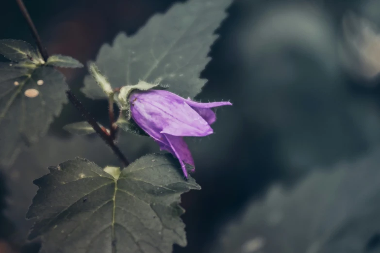 a purple flower that is in the middle of leaves