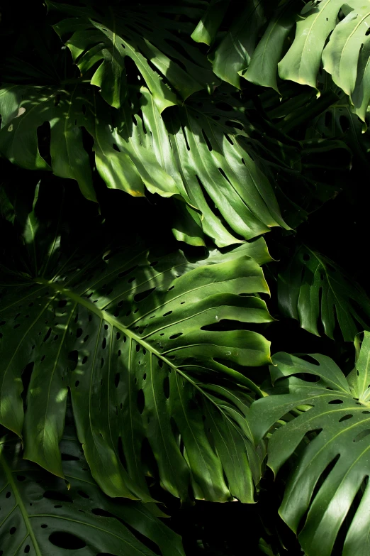 green leaves that are hanging down by a tree