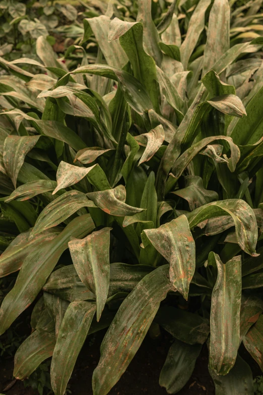 large green plants growing next to each other