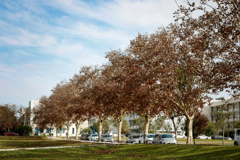 a lone tree grows in the city park