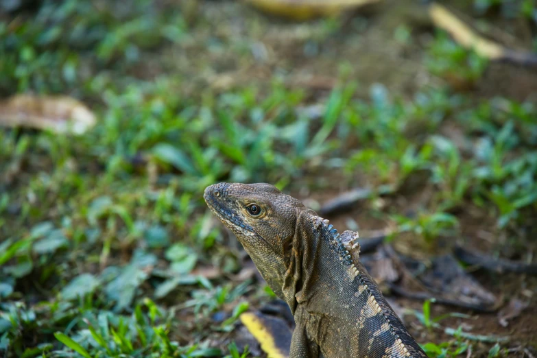 a large lizard is standing on the ground