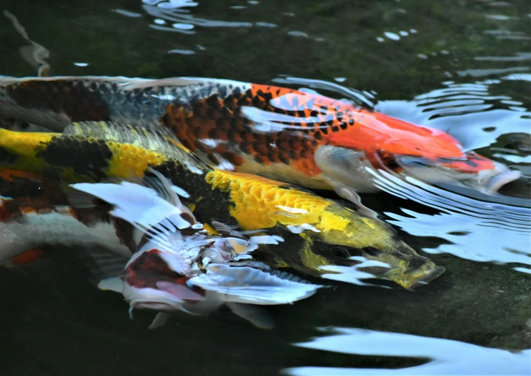 a group of fish swimming in water