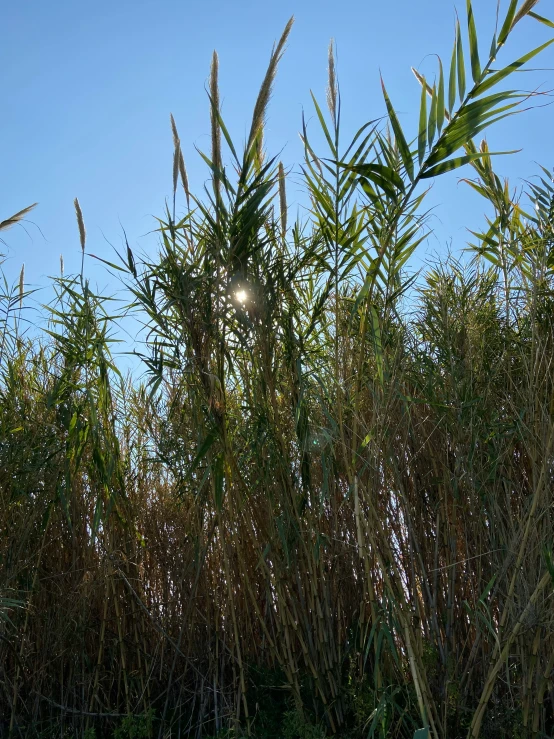 tall grass with a bright blue sky in the background