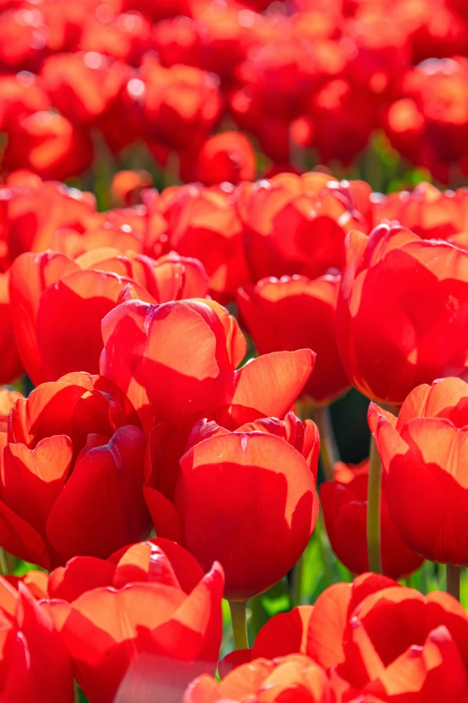 rows of red tulips with green leaves in the background