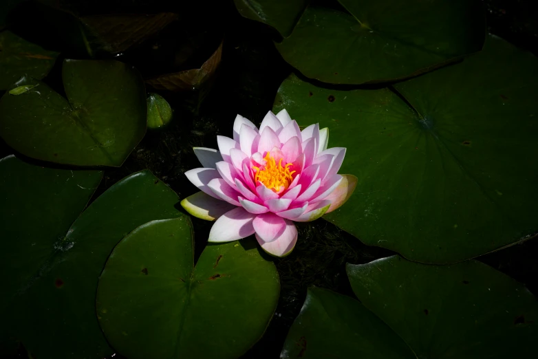 lotus flower blooming in a pond of water surrounded by green leaves