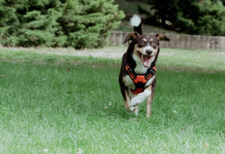 dog running on grass towards the camera