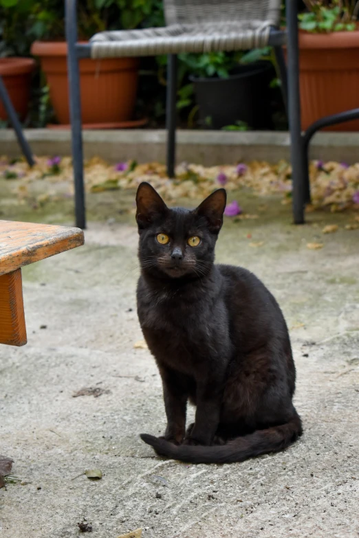 a black cat sits on the ground by a picnic table