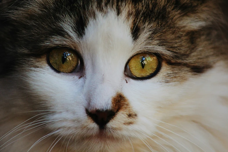 a cat with a yellow face looks up at the camera