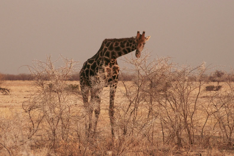 a giraffe is standing in the dry savannah