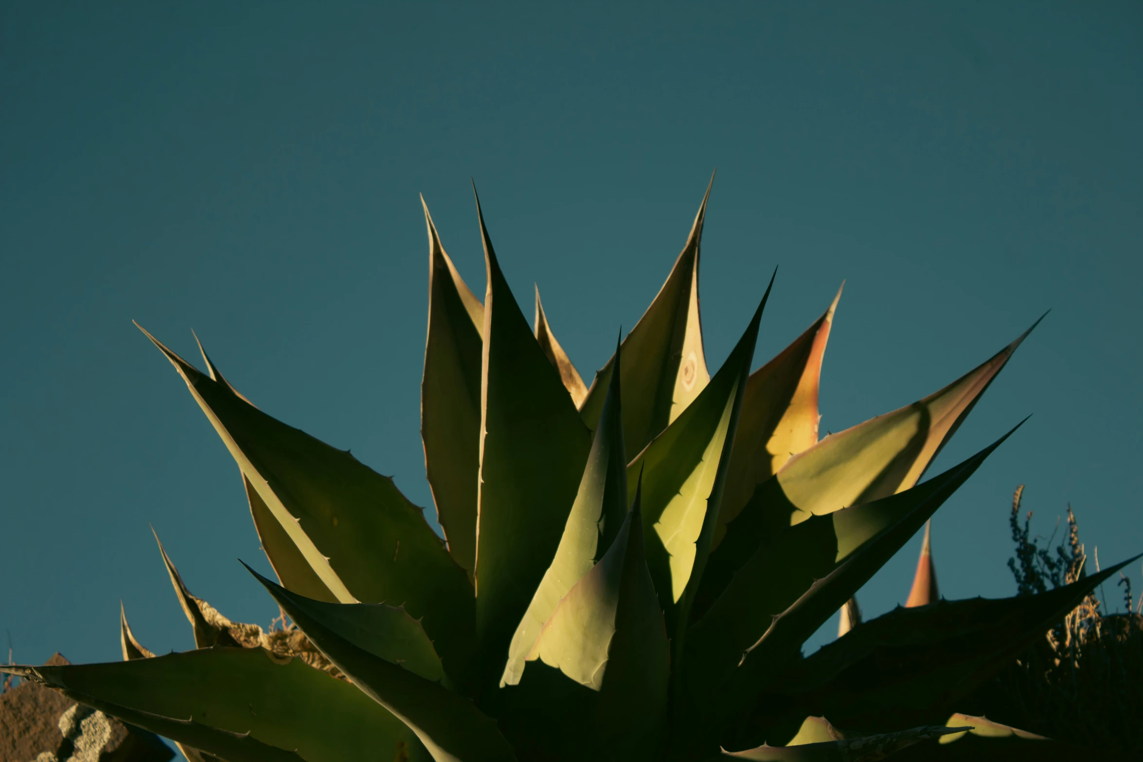 an aloein plant sits in the sunlight