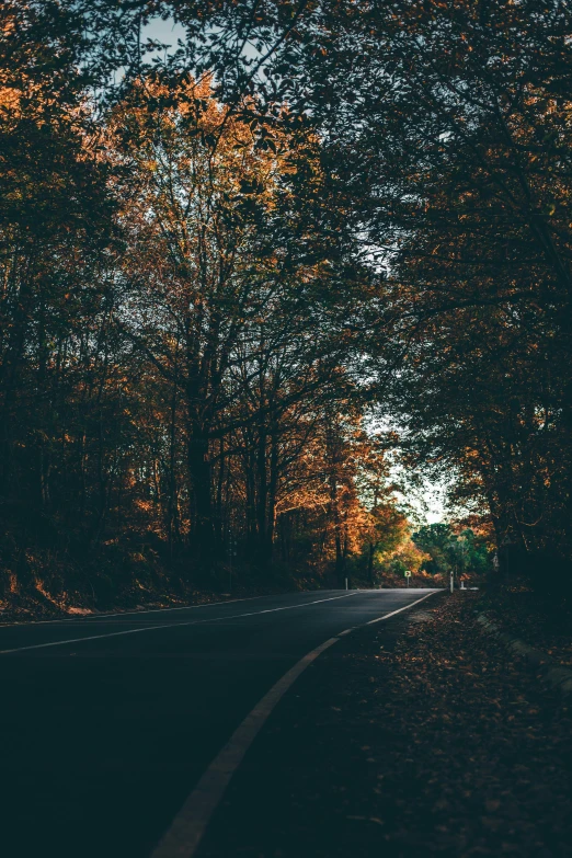 a road is quiet and empty on an autumn day