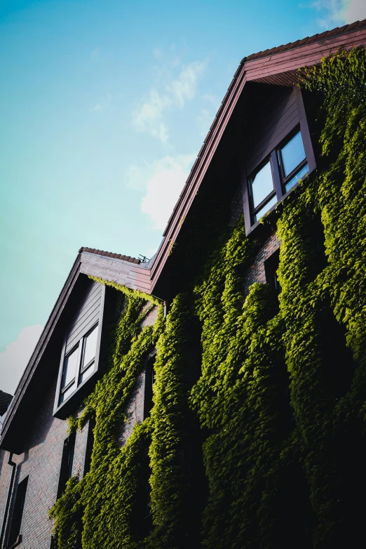 this is a view of the corner of a building covered with green leaves