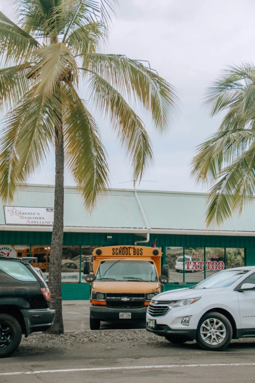 a palm tree in front of a yellow school bus