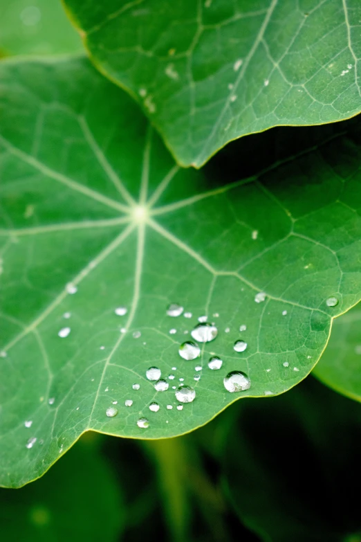 water droplets on the green leaves and leave