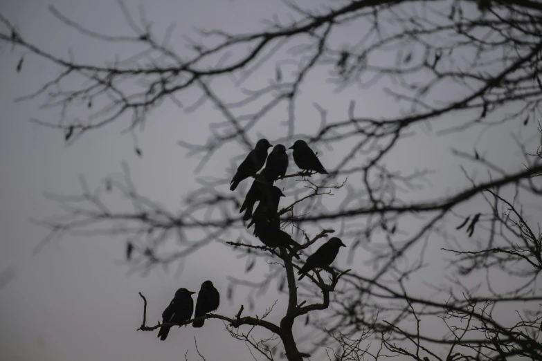 a flock of birds perched on top of a tree