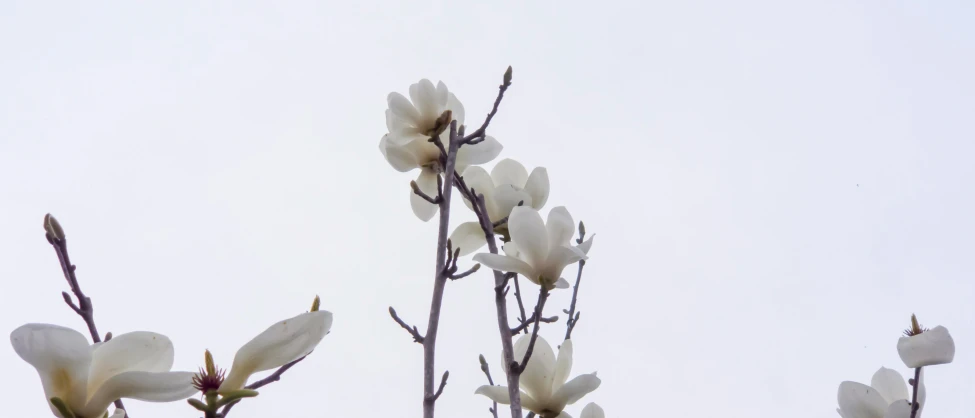 a plant with white flowers and the sky behind it