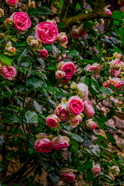 there is a tree with lots of pink flowers