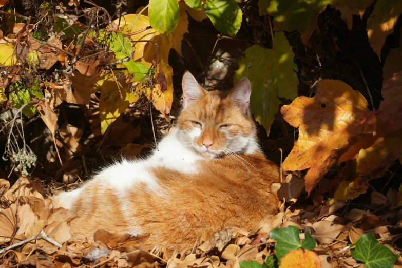 a cat is laying on leaves in the sun