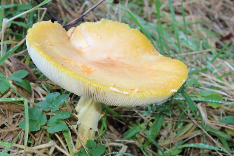 there is a large yellow mushroom growing in the woods