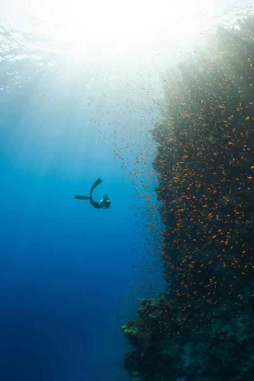 a man in a swim suit swimming next to a scuba diver