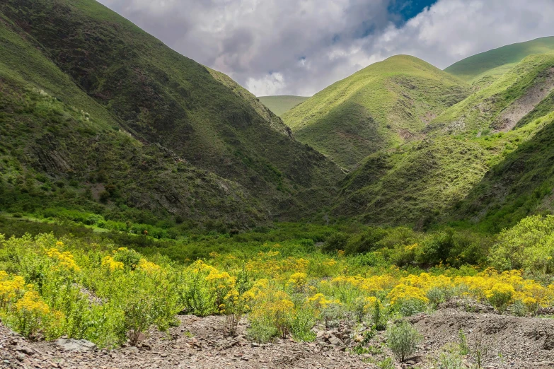 a mountain valley with flowers on the ground