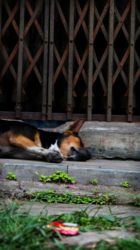 dog curled up asleep on a porch with flowers