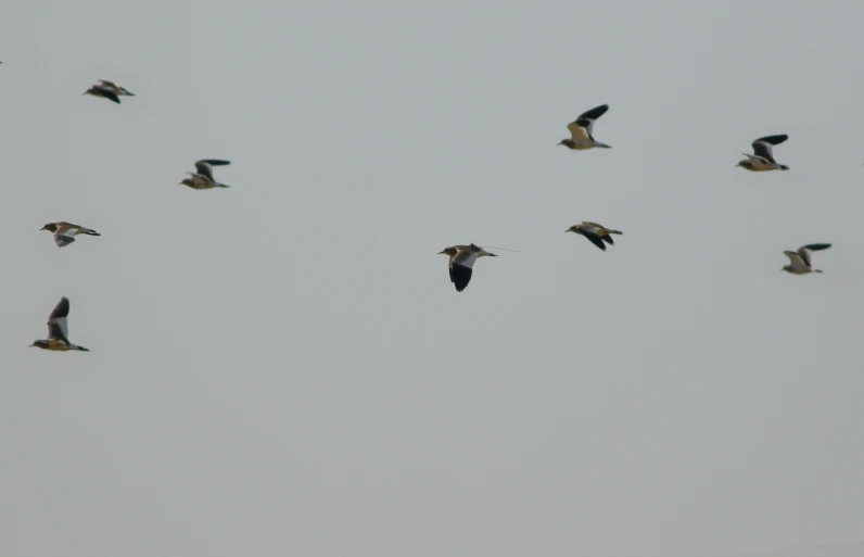 a flock of birds flying through the sky