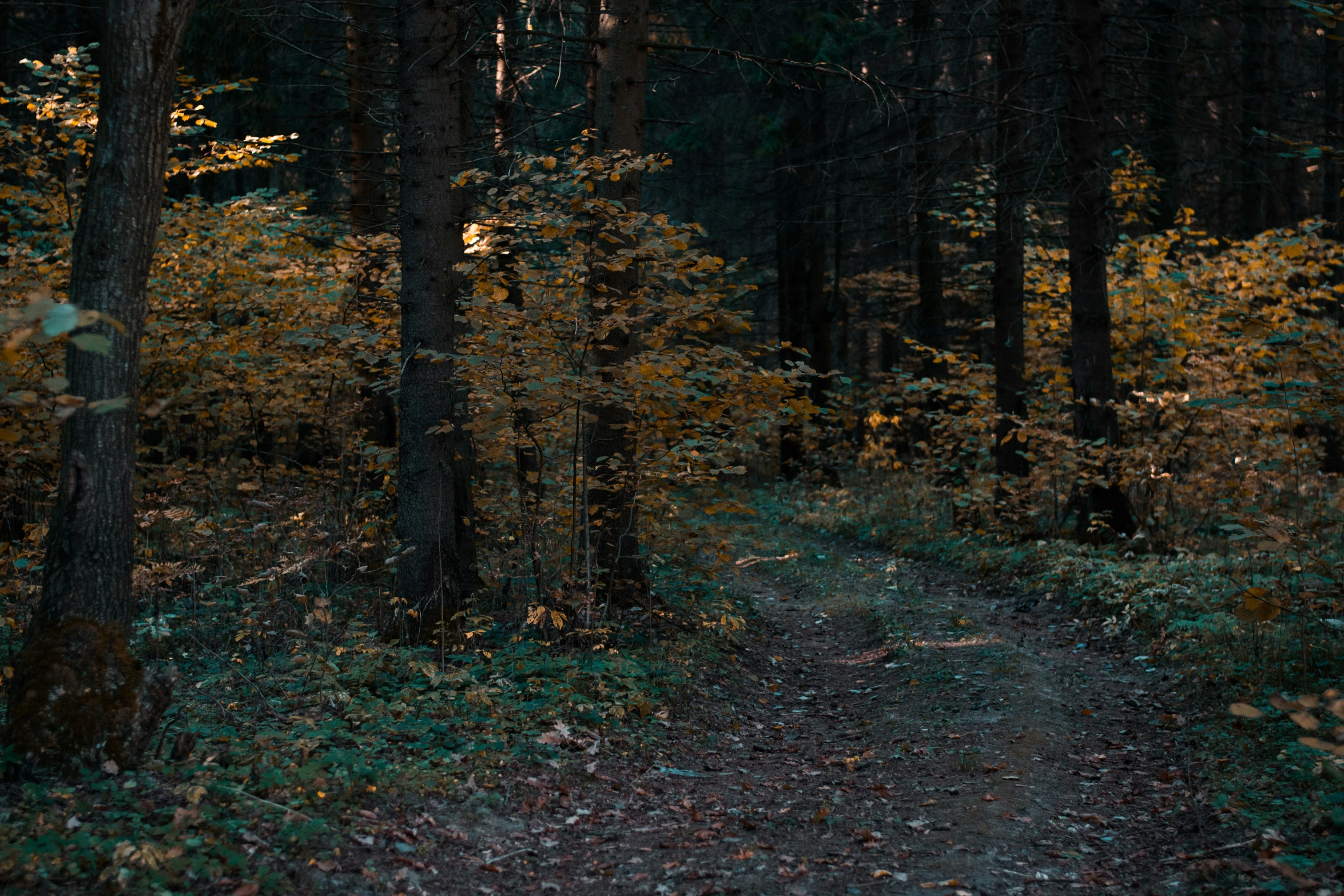 this is an image of a path in the woods