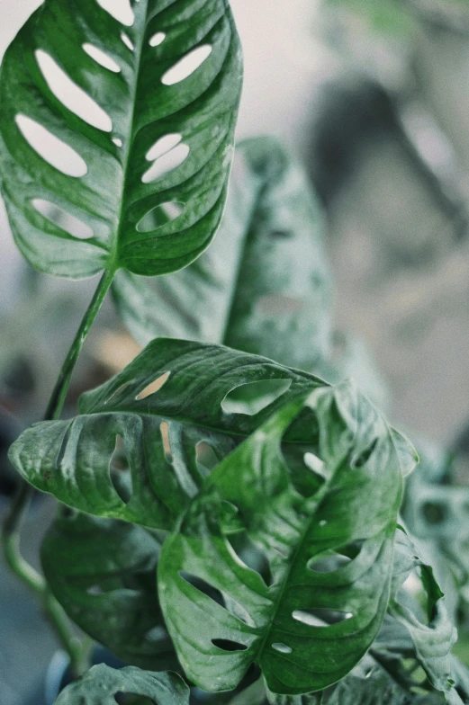 large green leaves that are on the same plant