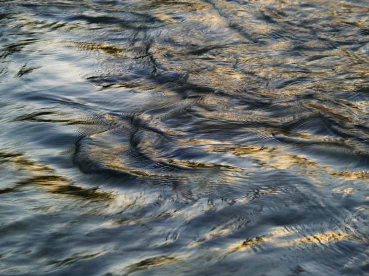 a bird in the water with a bird on it's back