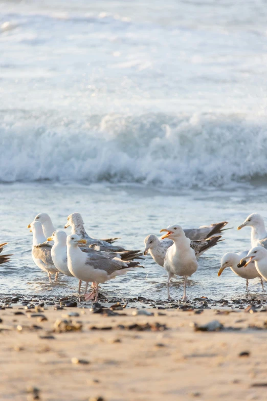 a group of seagulls standing in shallow water at the beach