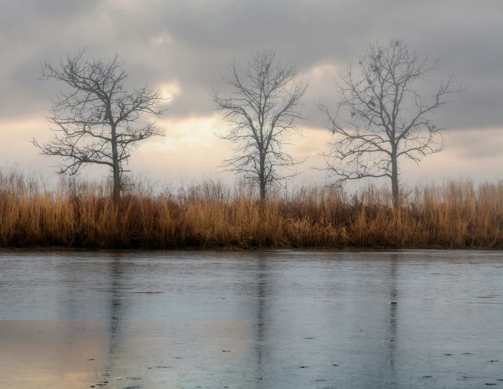 a lake with a number of trees in the background