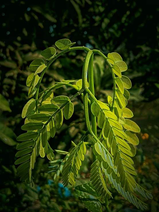 a green plant with many leaves attached to it