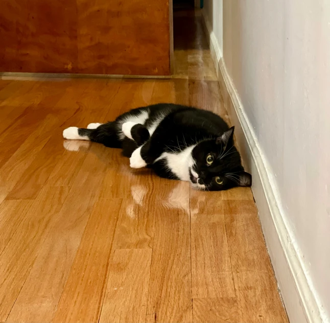 a cat laying on the floor next to a wall