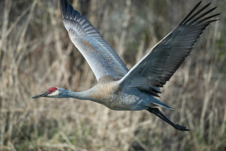 the bird has a red spot on its neck