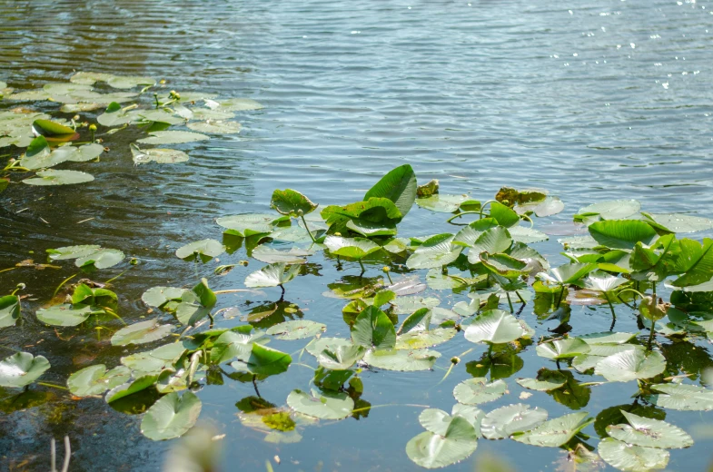 lily pads floating on the water with green leaves