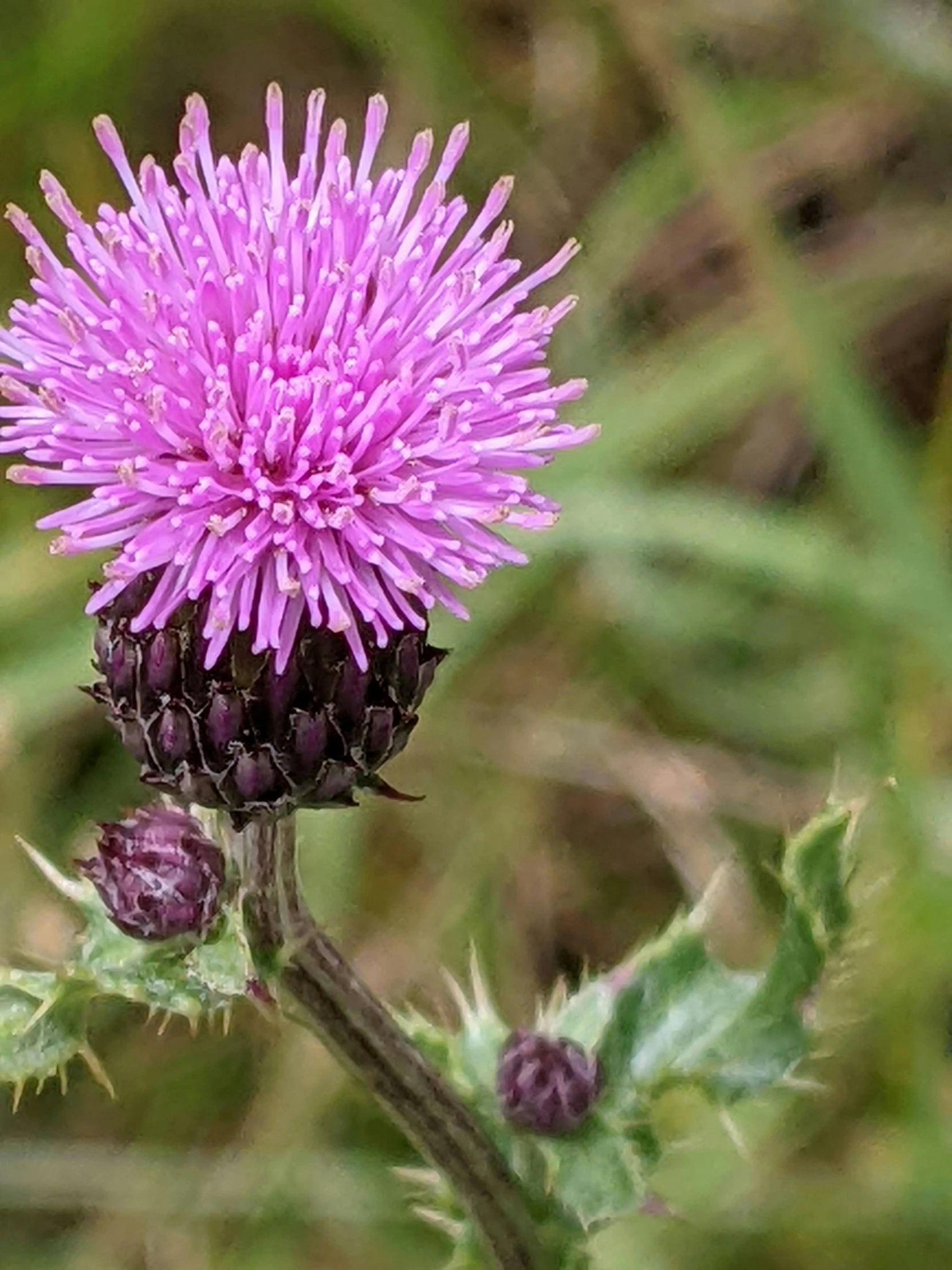 a purple flower on a large plant in a field