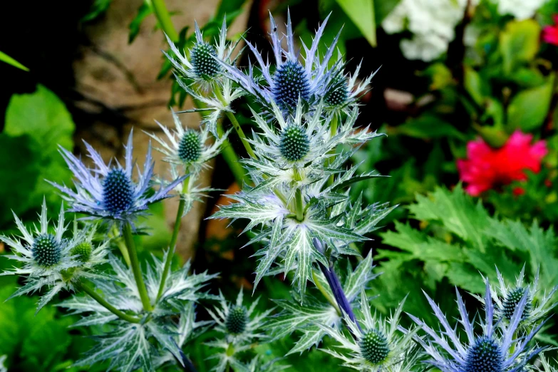 blue thistles in a garden, with red and white flowers behind them