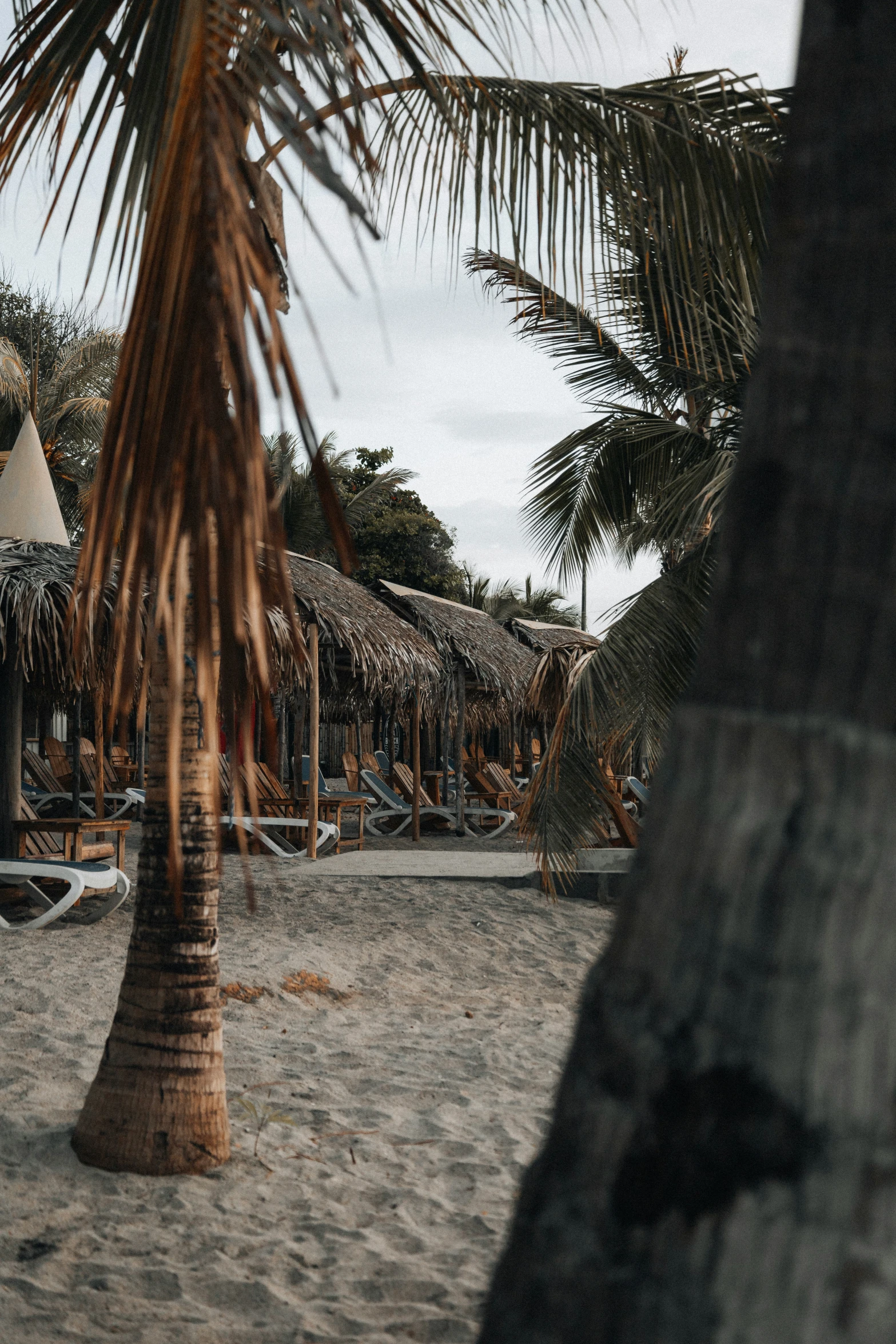 a lone palm tree sits near some huts