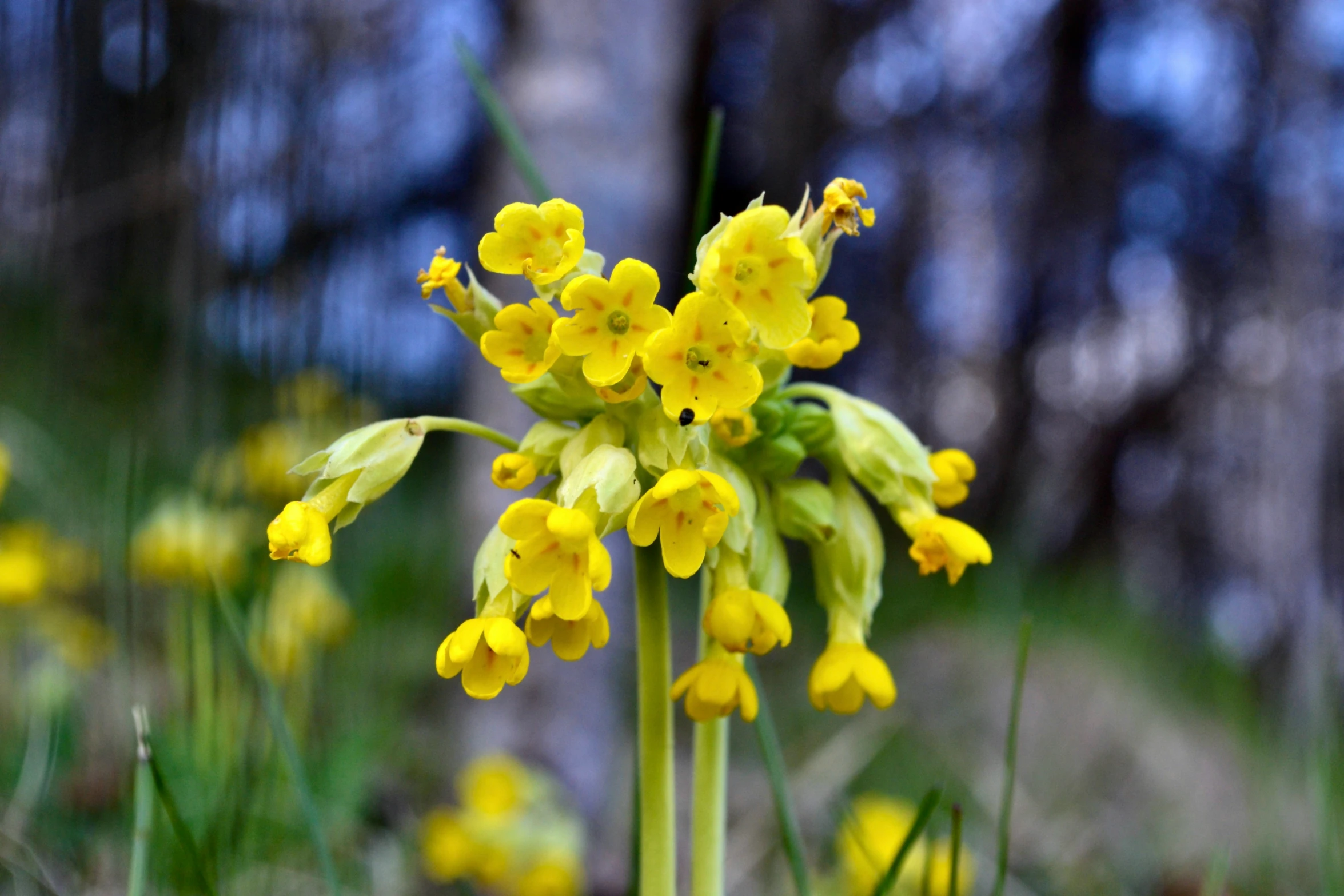 yellow flowers growing in the grass next to trees