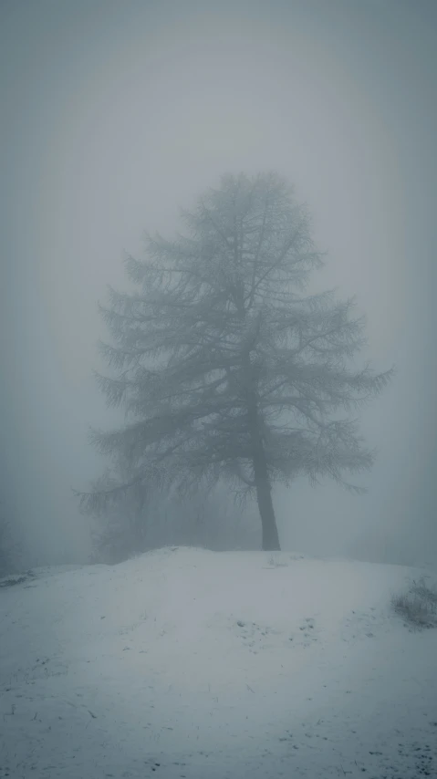 a lone tree standing in the middle of a foggy field