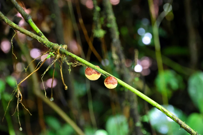 mushrooms growing on a tree with moss on them