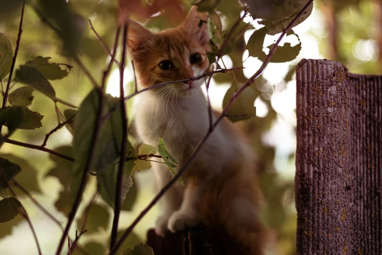 a kitten is sitting in a tree looking off