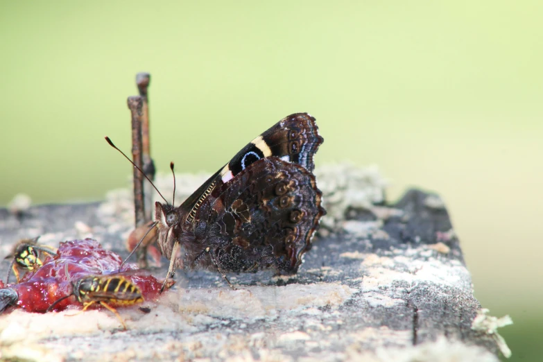 a erfly sitting on top of a piece of wood