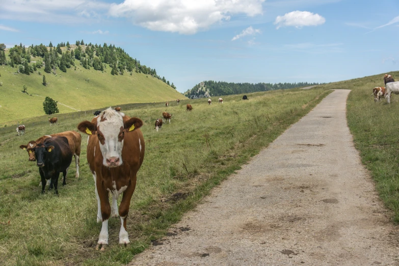 several cows standing on the side of a dirt road