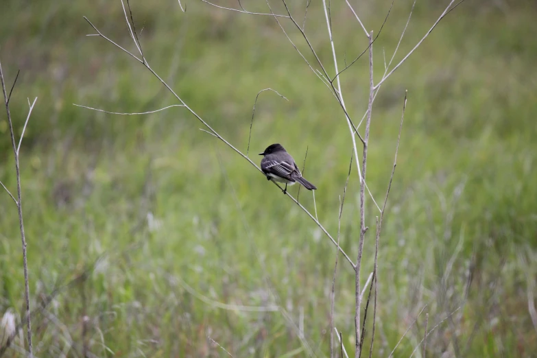 the bird is perched on the nch in the field