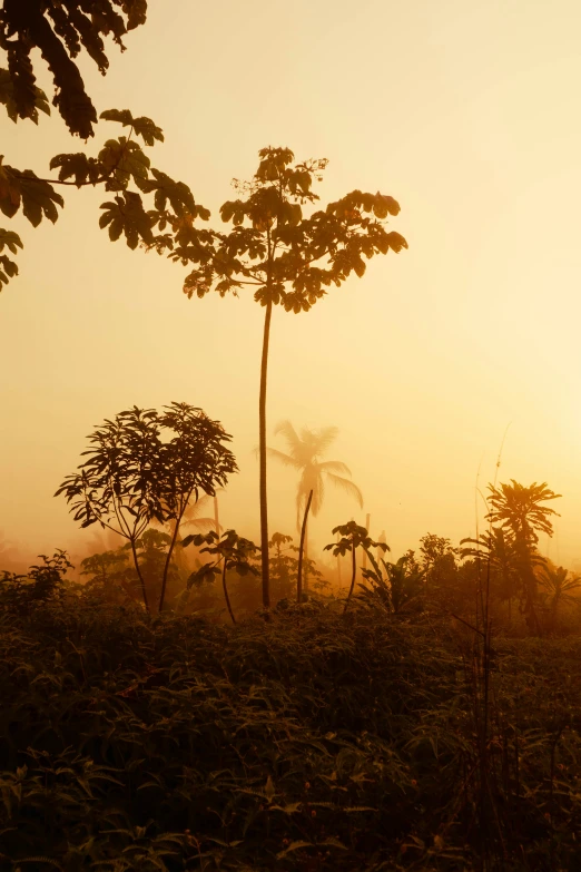 a sunset seen through the trees as it is foggy