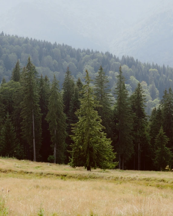 a meadow with grass and trees and mountains in the background