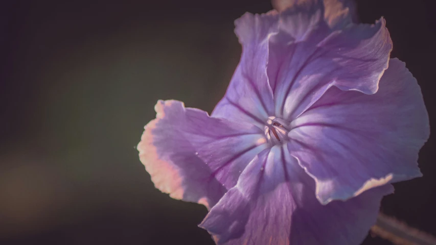 a purple flower with a green stem on top