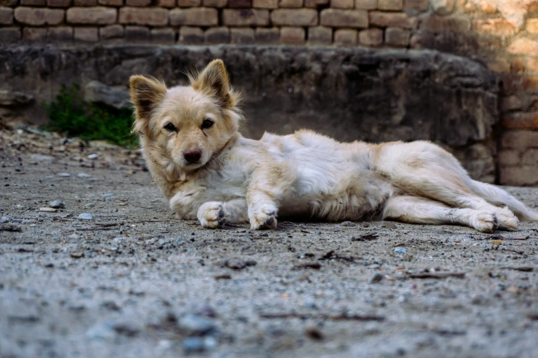 a dog is lying on the street in front of a brick wall
